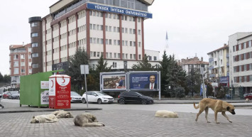 Ankara'da köpek dehşeti: Çocuğu ağır yaraladılar! Mahalle sakinleri isyan etti