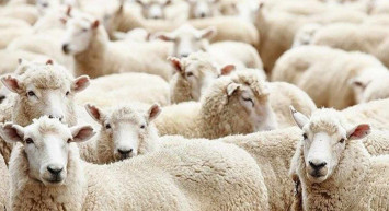 Antalya kurbanlık fiyatları ne kadar? 2022 Antalya büyükbaş, küçükbaş kurbanlık hisse fiyatları