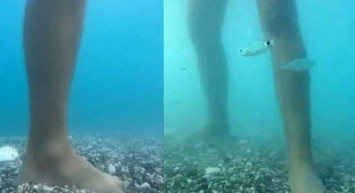 Antalya'da artan balık ısırmaları ile ilgili uzman isim açıklamalarda bulundu! 'Ayak bakımı yapıyorlar'