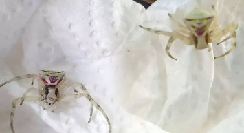 Antalya’da insan yüzlü örümcek dehşeti: İnsan bakınca ürperiyor