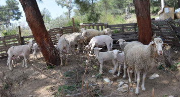 Antalya'da koyun kırkma işinden 60 bin TL kazanıyorlar: Yapılacak en iyi meslek!