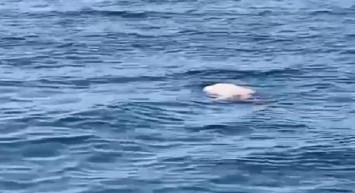 Antalya’da panik yineledi: Denizde ceset bulundu!