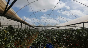 Antalya'da sabah saatlerinde gerçekleşen hortum seraları vurdu