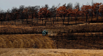 Antalya'da Yanan Ormanlar Yeniden Yeşerecek