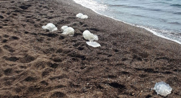 Antalya’da yüzlerce denizanası neden kıyıya vurdu?