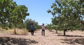 Antep fıstığının hasadı başladı: Kilosu 200 TL’den satılıyor