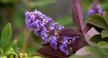 Antik Yunan’ın en güçlü ilacı: Kadınları baştan aşağıya yenileyen doğal tohum