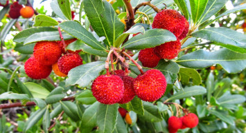 Antioksidan Deposu Dağ Çileği Ciğerleri Temizliyor