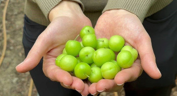 Arap Şeyhlerinin masalarından eksik etmediği: Bu sene eriğin kilosu ne kadar?