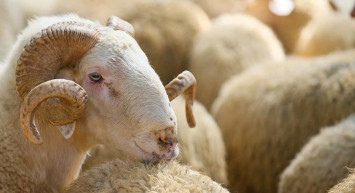 Arefe günü resmi tatil mi? Arefe günü 8  yarım gün mü? Bayram tatilli ne zaman, hangi gün başlıyor?