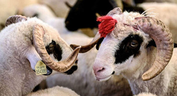 Arefe günü resmi tatil mi sayılıyor? Bayram tatili hangi günden itibaren başlıyor?