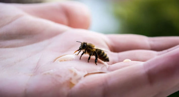 Arı Sokmasını Tedavi Eden Ev Yapımı Karışımlar