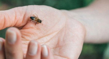 Arı Sokmasının Hiç Bilmediğiniz Faydaları! 