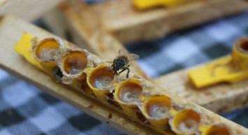 Arı sütünün fiyatı duyanları şaşırttı! Bin bir derde deva olan arı sütünün faydaları saymakla bitmiyor