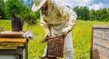 Arıcılık nedir, nasıl yapılır? Arıcılıkta ne kadar kazanılır? Arıcılık desteği ve şartları