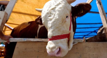 Artvin kurbanlık fiyatları ne kadar? 2022 Artvin büyükbaş, küçükbaş kurbanlık hisse fiyatları