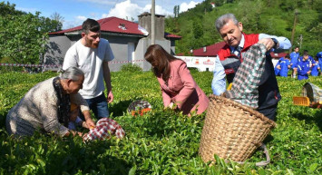 Artvin'de 2023 Yaş Çay Hasadı Başladı