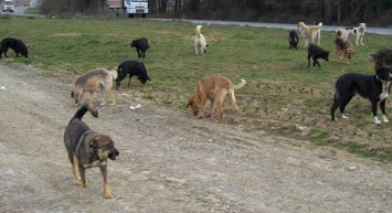 Artvin'de başıboş sokak köpek dehşeti: Küçük çocukların olduğu okulun bahçesini istila ettiler!