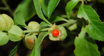 Kış Kirazı Bitkisinin Faydaları Nelerdir?