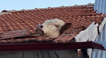 Aşıdan Çatıya Kaçan Dana, Kiremitlere Sıkıştı