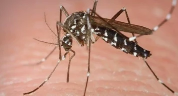 Asya Kaplan Sivrisineği Tehlikesi Türkiye'yi de Kapsıyor: İşte Detaylar