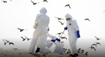 Avustralya’da H5N1 Alarmı: İlk Şüpheli Kuş Gribi Vakası Tespit Edildi