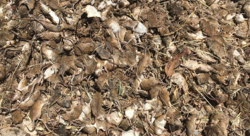 Avustralya'nın sahillerinde ve yollarında ölü fare istilası kontrolden çıktı: Dayanılmaz bir koku!