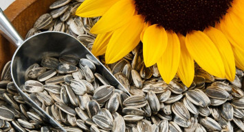 Ay Çekirdeği Depresyonu Önlüyor!