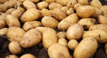 Ayçiçek ve şeker krizinden sonra sıra patateste: 26 il karantinaya alındı!
