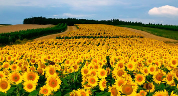 Ayçiçek yağı fiyatları ne kadar? İndirim geldi mi? Çiftçilerden yüzleri güldürecek haber geldi