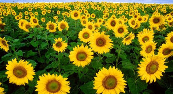 Ayçiçek yağında manipülasyon mu yapıldı? Bakanlık, yetkilileri toplayarak açıklama yaptı: Endişeye gerek yok