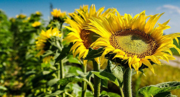 Ayçiçekte son 10 yılın en bereketli dönemi yaşanıyor!