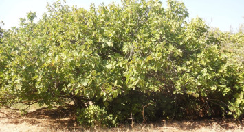 Aydın’da kuraklık alarmı: Milyonlarca incir ağacı kuruma tehlikesiyle karşı karşıya