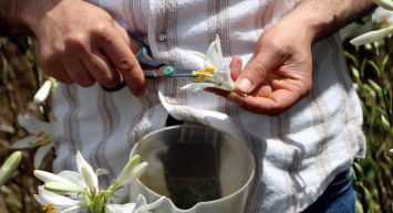 Babasının mirasını sürdürüyor: Tek hasatta 500 bin TL kar ediyor