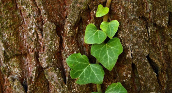 Bağırsak problemi yaşıyorsanız çözümü: Orman sarmaşığı!
