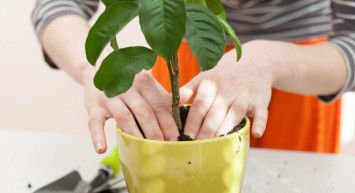 Bahçe Bitkileri DGS 2022 taban puanları ve bölüm kontenjanları