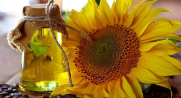 Bakan Kirişçi açıkladı: Ayçiçek alım fiyatları belli oldu