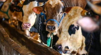 Bakan Pakdemirli Açıkladı: Satılamayan Kurbanlıkları Et Ve Süt Kurumu Satın Alacak!