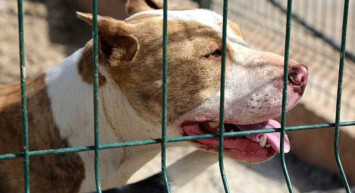 Bakan Tunç'tan Son Dakika! Başıboş Köpek Düzenlemesine İlişkin Açıklama