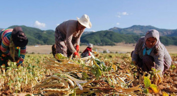 Bakanlık açıkladı: Çiftçilere müjdeli haberi verdi