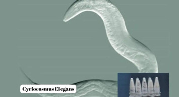 Bakanlık takibe aldı: Polonya’dan Türkiye gönderilen kargoda çıktı