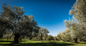 Bakanlıktan 'Zeytinliklerden sonra sit alanları da ranta açılıyor' haberlerine yalanlama