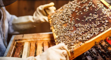 Bal ihracatından tatlı haber: Yılın ilk yarısındaki artış yüzleri güldürdü!