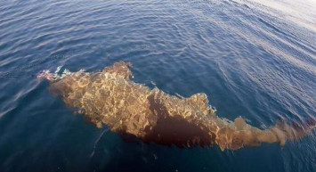 Balık tutmaya çıkan arkadaş grubu oltaya takılanı görünce gözlerine inanamadı: Tam yarım ton!