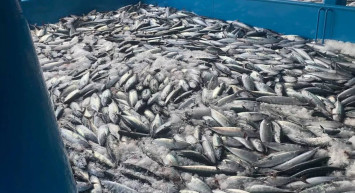 Balıkçılar binlerce kasayla döndü: Fiyatlarda ciddi düşüşler bekleniyor