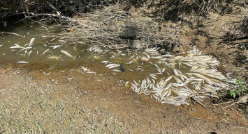 Balıklar toplu halde öldü! İnceleme başlatıldı