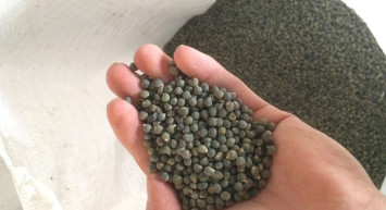 Bamya tohumu ne işe yarar, zayıflatır mı, hangi hastalığa iyi gelir, nasıl kullanılır? Diz ağrısını yok eden bamya tohumunun faydaları