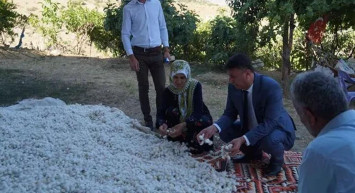 Batman'da ipek böcekleri bir ayda tam 1 milyon TL kazandırdı!