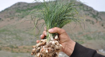 Batman'ın yüksek dağlarından gelen şifa deposu: Zuzubak Otu!