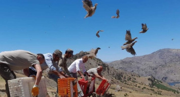 Bayburt'ta kınalı keklikler özgürlüklerine kavuştu! Bin adet kınalı keklik doğaya salındı